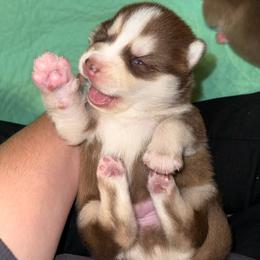 McLaren - Chocolate male Pomsky puppy in Greenfield, Minnesota from SRF Pomskies