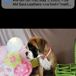 Boxer and Shih Tzu Puppies from L&L European Boxers and Shih Tzus