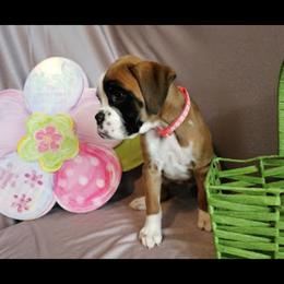 Boxer and Shih Tzu Puppies from L&L European Boxers and Shih Tzus