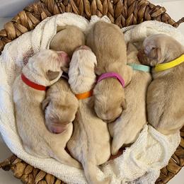 Labrador Retriever Puppies from Bohlken Labradors