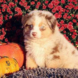Australian Shepherd and Miniature Australian Shepherd Puppies from Sassy Lil Aussies