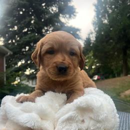 Kiwi - Dark golden female Golden Retriever puppy in Provo, Utah from Rocky Mountain Field Goldens