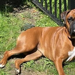 Boxers from Robyn's Boxers