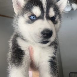 Siberian Husky Puppies from Douglas Mountain Farm and Kennel