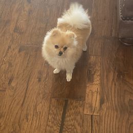 Zoe - Pomeranian