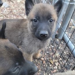 Boy 2 - Mahogany male Belgian Malinois puppy in Corpus Christi, Texas from Heavenly Firefly Belgian Malinois