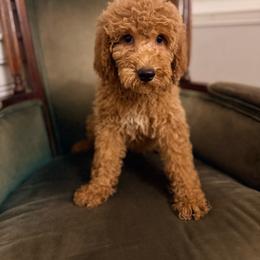 Poppy - Red  female Goldendoodle puppy in Goldsboro, North Carolina from The Grantham House
