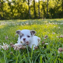 Everest (lilac spotted) - Blue and white male Chihuahua puppy in Laurel, Mississippi from Home of Tiny Chihuahuas
