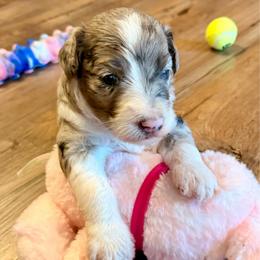 Phillie - Blue merle female Aussiedoodle puppy in Talihina, Oklahoma from Lockhart Mini Aussies