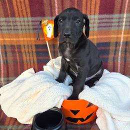 Poker - Black female Great Dane puppy in Arpin, Wisconsin from Arpin Great Danes