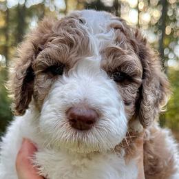 Cinder - Parti male Goldendoodle puppy in Wake Forest, North Carolina from Wake Forest Darling Doodles