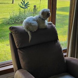 Mocha - Shih Tzu