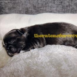Mini Onyx - Black and white female Shih Tzu puppy in Memphis, Tennessee from Thorntons Fur Crew