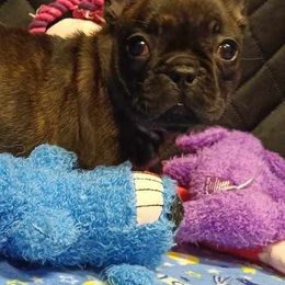 Bichon Frises and French Bulldogs from Michael & Nataliya's Pups