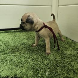 Maroon - Fawn female Pug puppy in Tallapoosa, Georgia from West Georgia Pugs
