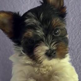 Aspen (Black collar) - Parti male Yorkshire Terrier puppy in Riverbank, California from Yorkie_Wonderland and Stud Services