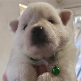 Chip - White male American Eskimo Dog puppy in Grants Pass, Oregon from SnH Eskies