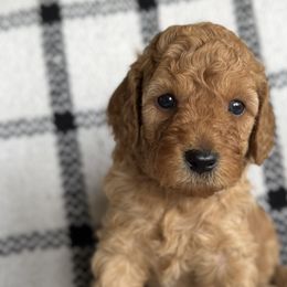 Labradoodles from Kona's Doodles