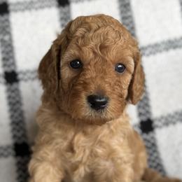 Labradoodles from Kona's Doodles