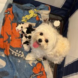 Morkie puppies from Pink Purse Designer Breeds