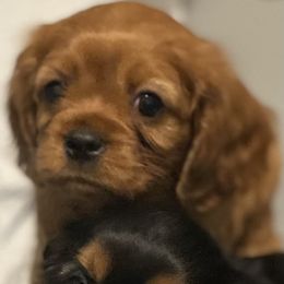 Cavalier King Charles Spaniel Puppies from Neal Cavaliers