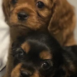 Cavalier King Charles Spaniel Puppies from Neal Cavaliers