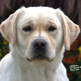 Labrador Retrievers from Salty Dog Retrievers