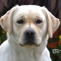 Labrador Retrievers from Salty Dog Retrievers