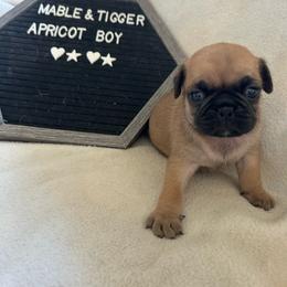 Apricot boy - Fawn male Pug puppy in Norborne, Missouri from Pug Palace