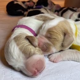Labradoodle Puppies from Tyson's Farm Doodles