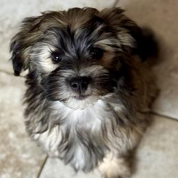 Agate - Gold sable male Havana Silk Dog puppy in Marlboro, Vermont from Maplewood Silks