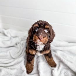Ice Scrapper - Tri-color Bernedoodle puppy in Greencastle, Indiana from Willow & Co.