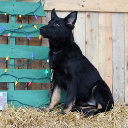 German Shepherds from RoseHaven Kennel
