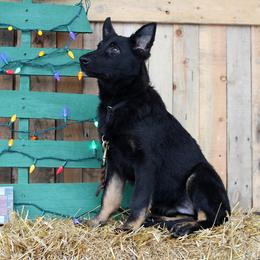 German Shepherds from RoseHaven Kennel