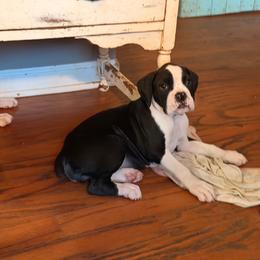 Dolly - Brindle female Boxer puppy in Georgia from Stephanie’s Boxers