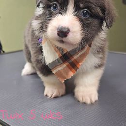 Twix - Gray and white female American Corgi puppy in Mansfield, Ohio from Moonrise corgis