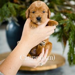 Cannon - Red  male Goldendoodle puppy in Acton, Maine from Silver Pines Pups