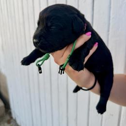 Dark Green - Black male Labrador Retriever puppy in At Henry, Ohio from Hickory Creek Labs