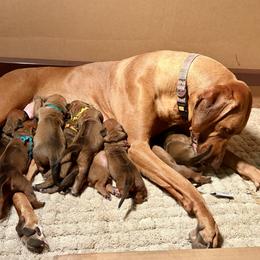 Boy 4 - Rd whtn blk nose male Rhodesian Ridgeback puppy in Chico, California from Keefer Ridge Rhodesian Ridgebacks