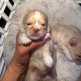Noah - Gold and white male Shih Tzu puppy in Orlando, Florida from Shih Tzu Puppy in Orlando