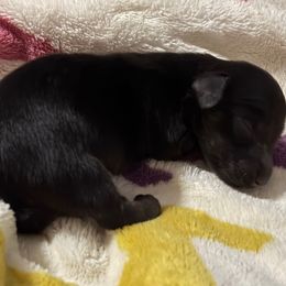 Stitch - Black and tan male Dachshund puppy in Cattaraugus County, New York from H&C’s Dachshunds and Retrievers