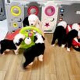 Old English Sheepdog puppies from Orleans Old English Sheepdogs