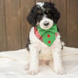 Oz - Parti male Poodle puppy in Bellville, Ohio from Cedar Ridge Standard Poodles