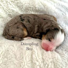 Dumpling - Blue merle male Bernedoodle puppy in Waco, Texas from Blessings Pups Doodles