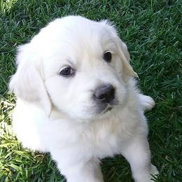 Golden Retriever Puppies from Trusted Valley Retrievers