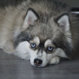 Colada - Pomsky