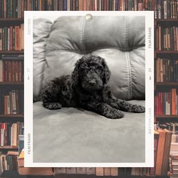 Gulliver - Black male Labradoodle puppy in Kingman, Arizona from The Dood Ranch