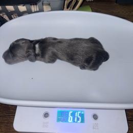 Boy 1 AKC - Gray (blue) male Dachshund puppy in Erie, Michigan from Champagne’s Grinch Toe’d Dachshunds