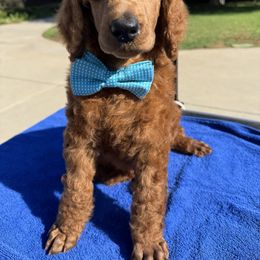 Teal collar boy - Red  male Poodle puppy in Riverside, California from Riverside red poodles