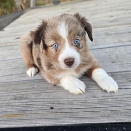 Burke - Red merle female Miniature Australian Shepherd puppy in Paris, Texas from Blue Envy Mini Aussies